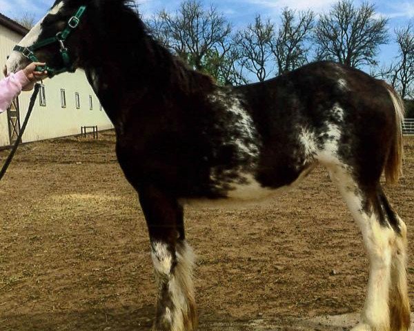 Pferd ALC Sabrina's Landry (Clydesdale, 2015, von Somewhere Doc's Blackun Decker)