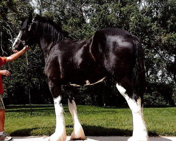 Zuchtstute Bighorn Sabrina (Clydesdale, 2010, von Sandy Ridge Maxton Edward)