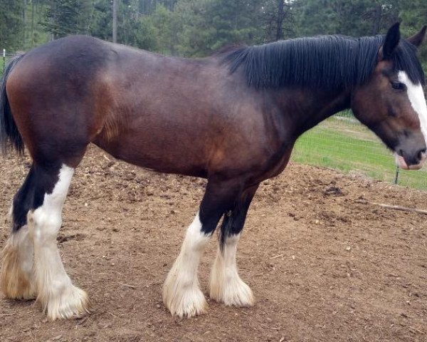 Zuchtstute Bighorn Miranda (Clydesdale, 2012, von Bighorn Trooper)