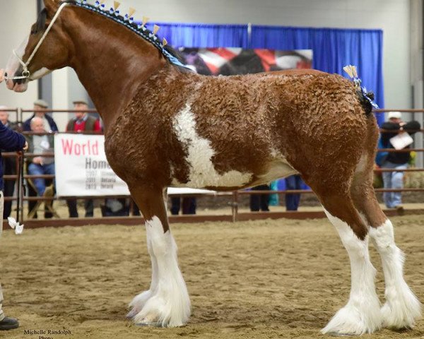 Zuchtstute Willow Way Omaira (Clydesdale, 2014, von Deighton Zoom)