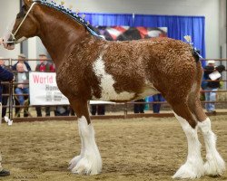 broodmare Willow Way Omaira (Clydesdale, 2014, from Deighton Zoom)