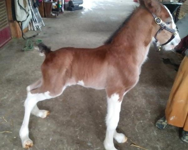 Pferd Berkshire Royal Wes (Clydesdale, 2020, von Copper Hill's Master Bentley)