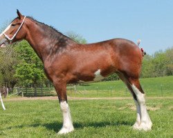 Zuchtstute Schuler Farms Maggie (Clydesdale, 2011, von Kellois Taylor Mitchell)