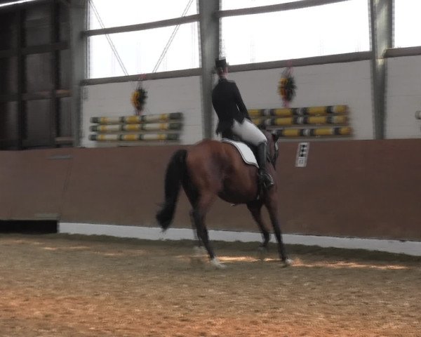 Reitturnier Datteln 2015