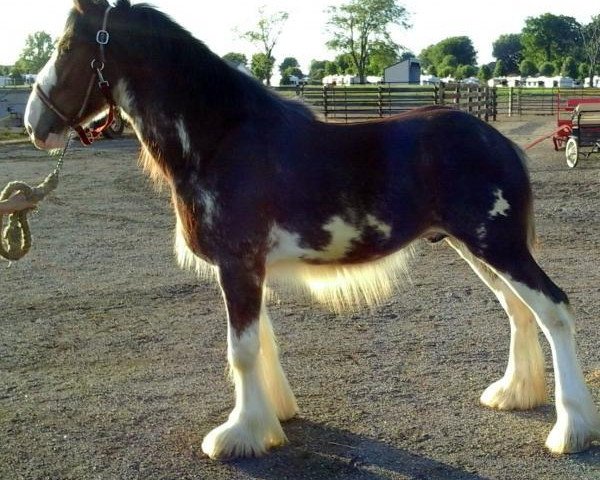 Pferd Berkshire Protege's Turbo (Clydesdale, 2015, von Gregglea Azar's Protege)