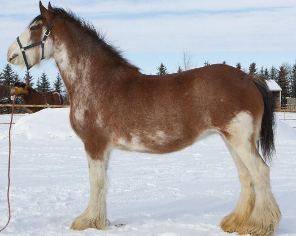 broodmare Hill Topper Diamond's Kate (Clydesdale, 2004, from Crack A Dawns Silver Storm)