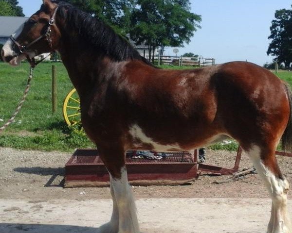 Zuchtstute Willow Way Preslie (Clydesdale, 2015, von Deighton Zoom)