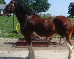 Zuchtstute Willow Way Preslie (Clydesdale, 2015, von Deighton Zoom)