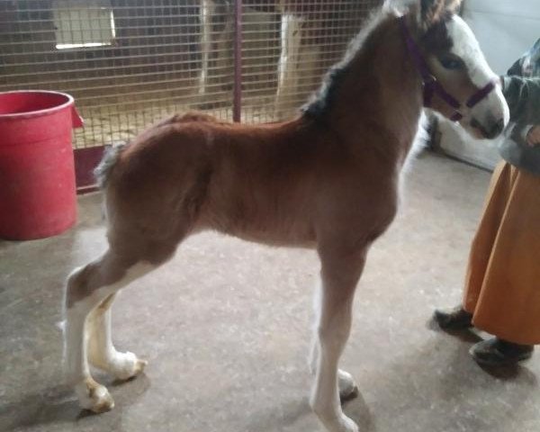 horse Berkshire Lady Stella (Clydesdale, 2020, from Iron Horse MM Steele)