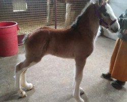 Pferd Berkshire Lady Stella (Clydesdale, 2020, von Iron Horse MM Steele)