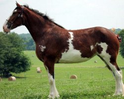 Zuchtstute Allumettes Reese (Clydesdale, 2012, von Cedarlane Appollo)