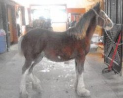 Pferd Berkshire Lady Karen (Clydesdale, 2019, von Berkshire Royal Masterpiece)