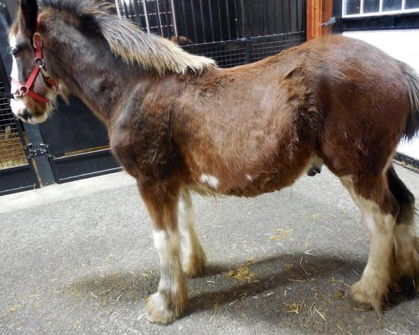 horse Berkshire Imperial Prince (Clydesdale, 2014, from Armageddon's Lord Lazarus)