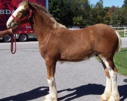 horse Belleau W.S. Thunder (Clydesdale, 2014, from S B H Phoenix)