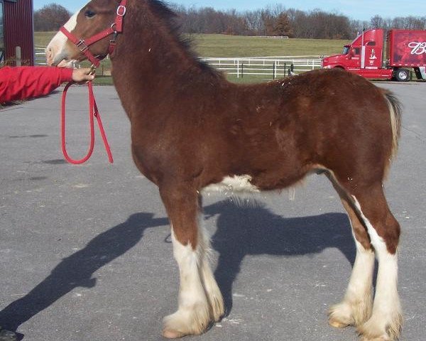 horse Belleau W.S. Rock On (Clydesdale, 2013, from Thistle Ridge Argyll Enhancer)