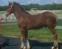 horse Belleau W.S. Henry (Clydesdale, 2017, from Belleau W.S. Rock On)