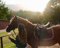 jumper Nice Nelly (German Riding Pony, 2004, from Navajo)