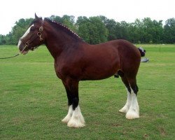 Pferd Jonesway Michael O'Hara (Clydesdale, 1999, von Solomon's Westin)