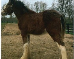 Pferd Bearsprings Harley (Clydesdale, 2018, von Red Bud Titus)