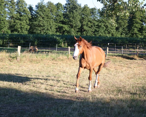 Springpferd Laslo (Westfale, 2007, von Light On OLD)