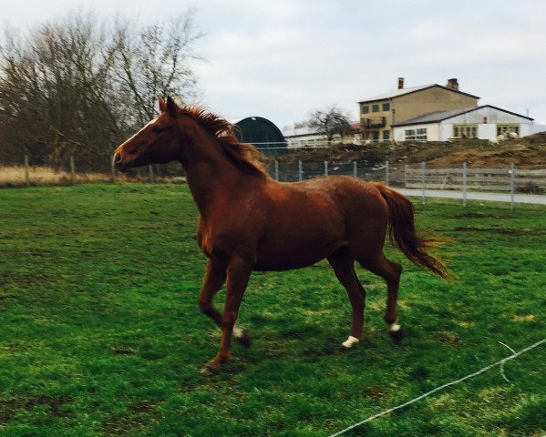 broodmare Dara (Mecklenburg,  , from Darß xx)