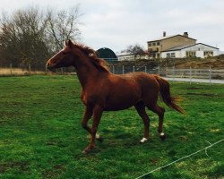 broodmare Dara (Mecklenburg,  , from Darß xx 2753)