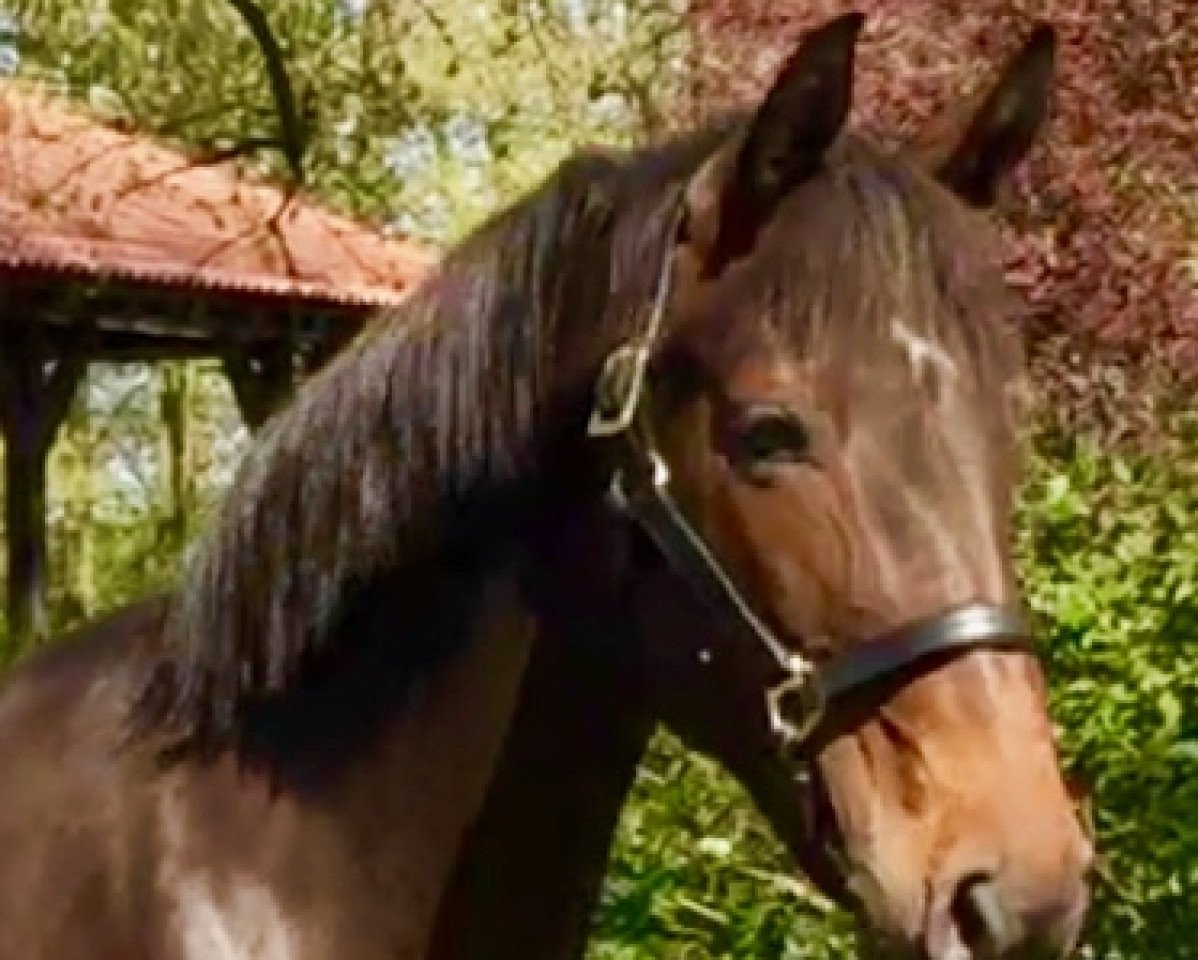 broodmare Stakkata ZD (Hanoverian, 2011, from Stakkato)