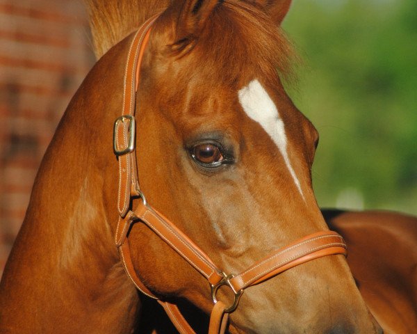 horse Canton (German Riding Pony, 1997, from Chantre B)