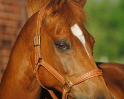 horse Canton (German Riding Pony, 1997, from Chantre B)