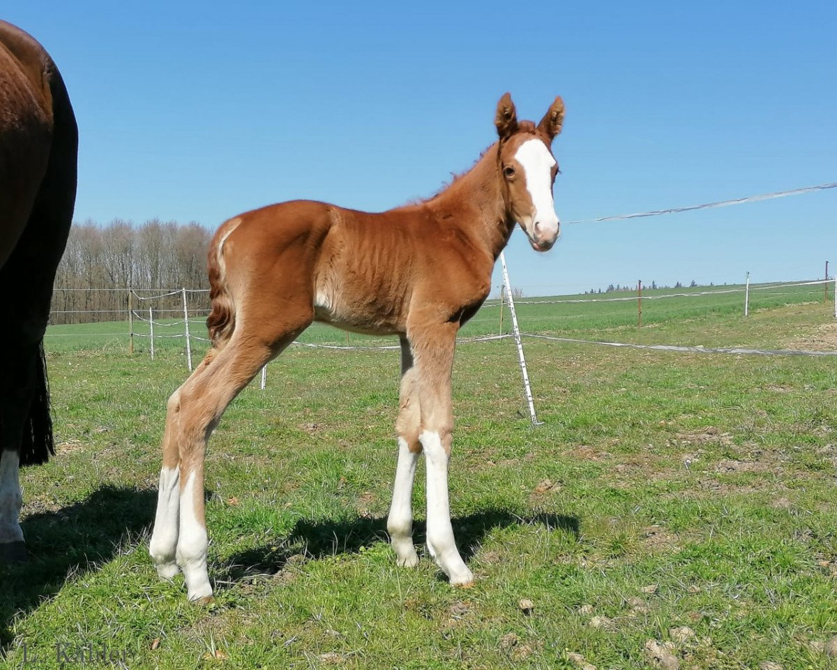 Dressurpferd Lilani (Deutsches Sportpferd, 2020, von Zoom 8)