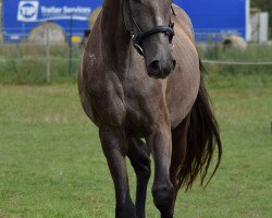 horse Lacita CB (Mecklenburger, 2016, from Lacaro 2)