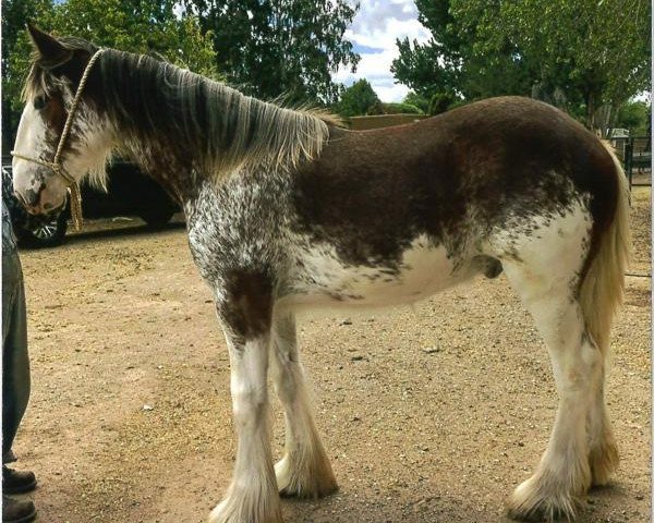 Pferd Bannockburns on the Roan Again (Clydesdale, 2018, von Westgate H.C. Bailey)