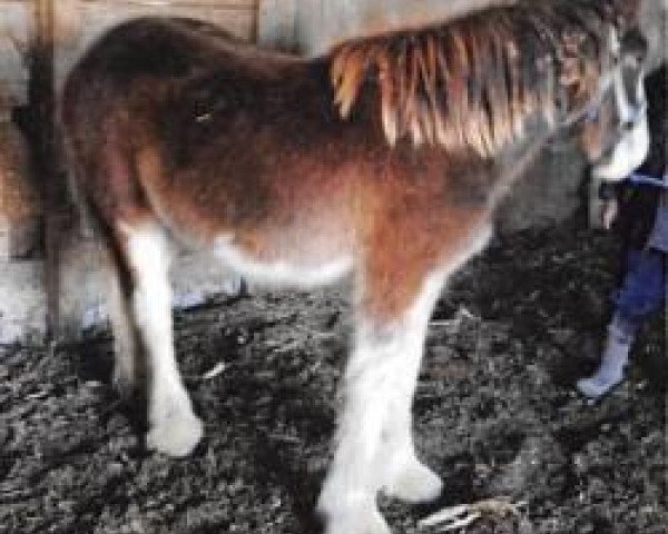 horse Asher Farms Queen (Clydesdale, 2018, from Grandview Tweed's Octane)