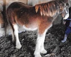 horse Asher Farms Queen (Clydesdale, 2018, from Grandview Tweed's Octane)