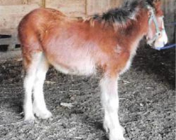 horse Asher Farms Cat (Clydesdale, 2019, from Grandview Tweed's Octane)