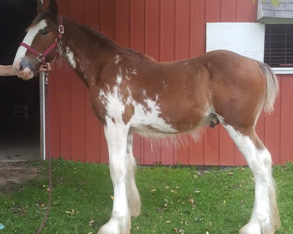 Pferd Armageddon's Lord Ashur (Clydesdale, 2018, von Westedge Major's Lucky)