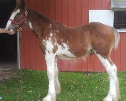 horse Armageddon's Lord Ashur (Clydesdale, 2018, from Westedge Major's Lucky)