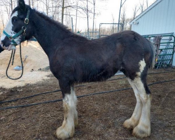 Pferd Amethyst Six Gun Hightower (Clydesdale, 2018, von Hatfield Hightower)