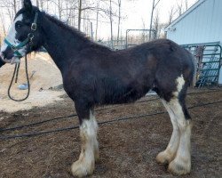 horse Amethyst Six Gun Hightower (Clydesdale, 2018, from Hatfield Hightower)