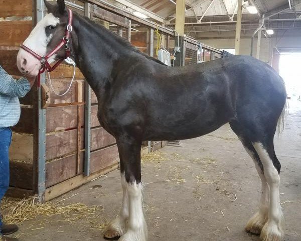 broodmare Amethyst Hightower's Erin (Clydesdale, 2016, from Hatfield Hightower)