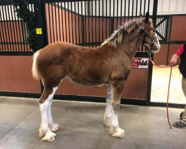 horse Belleau W.S. Gloria (Clydesdale, 2019, from Alamar Theodore)