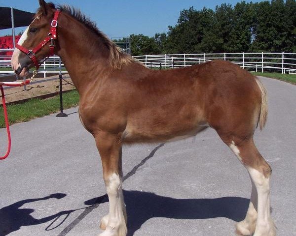 broodmare Belleau W.S. Janis (Clydesdale, 2015, from Gregglea Azar's Prospect)