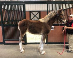 horse Belleau W.S. Jemma (Clydesdale, 2019, from Alamar Theodore)