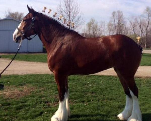 broodmare Mighty Maitland's Mallory (Clydesdale, 2012, from North Country Major)