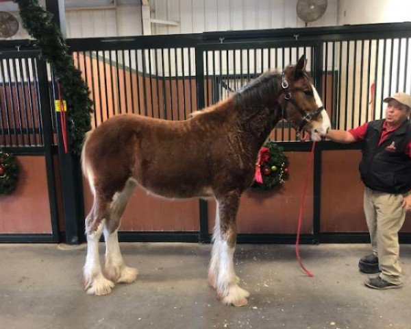 Pferd Belleau W.S. Milly (Clydesdale, 2019, von Alamar Theodore)