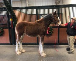 horse Belleau W.S. Milly (Clydesdale, 2019, from Alamar Theodore)