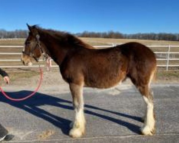 Pferd Belleau W.S. Rebecca (Clydesdale, 2019, von Alamar Theodore)