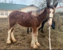 Pferd Belleau W.S. Maggie (Clydesdale, 2019, von Alamar Theodore)