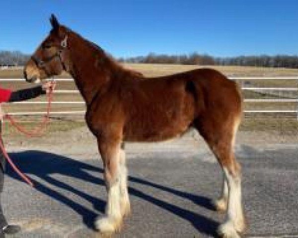 Pferd Belleau W.S. Raquel (Clydesdale, 2019, von Alamar Theodore)