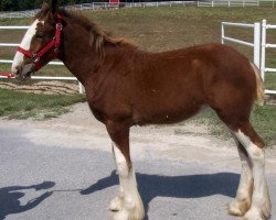 broodmare Belleau W.S. Charlotte (Clydesdale, 2015, from Zorra Highland Captain)